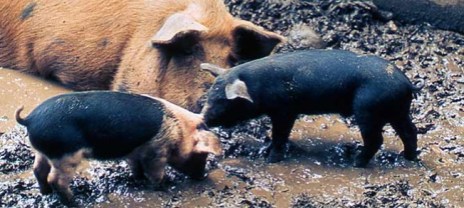pigs-mom-piglets_1